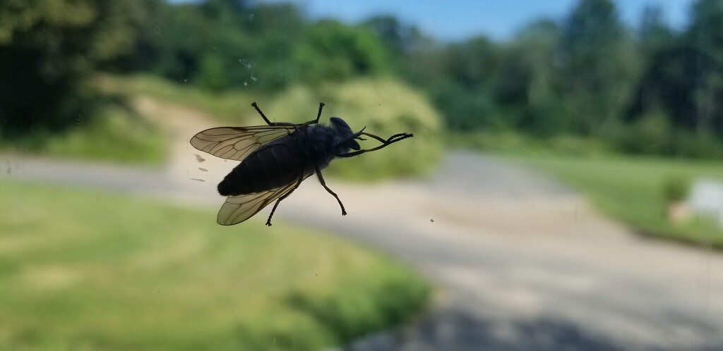 Horse Fly by meotzi