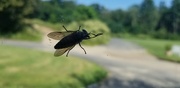 25th Aug 2021 - Horse Fly