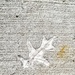 Oak Leaf in Cement Footing by meotzi