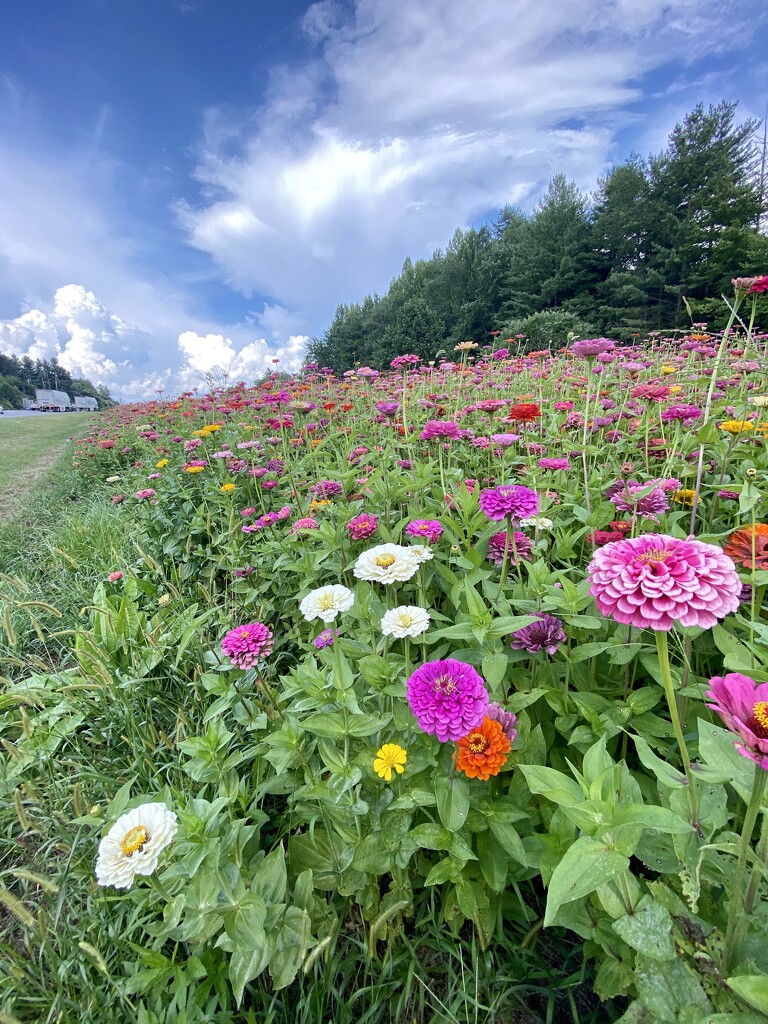 Zinnias Along The Highway by calm