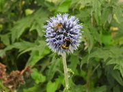 17th Aug 2021 - Bees