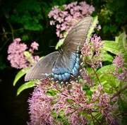 18th Aug 2021 - Butterfly on Joe Pye Weed