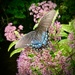 Butterfly on Joe Pye Weed by calm