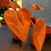 Orange heart leaves.  by cocobella