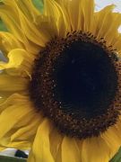 26th Aug 2021 - Sunflower 