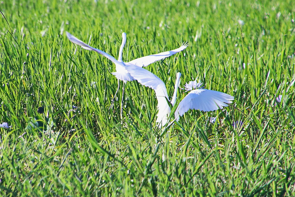 Doing the Egret Waltz by terryliv