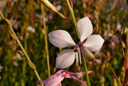 27th Aug 2021 - gaura in late light