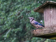 26th Aug 2021 - Adolescent Blue Jay