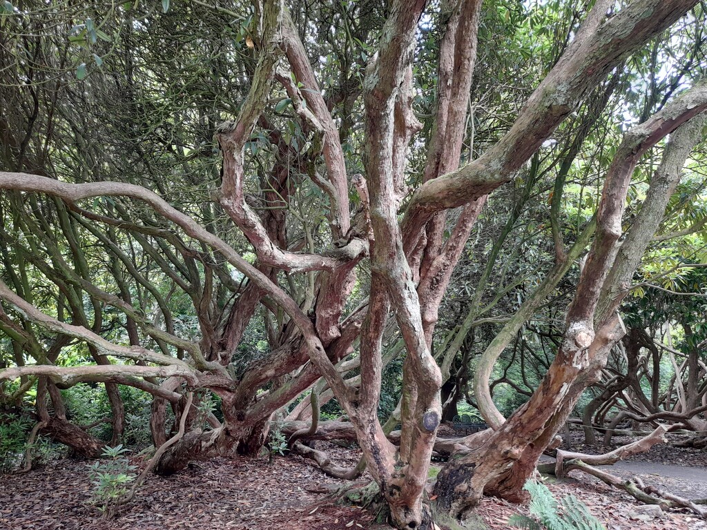 Inside a Rhododendron forest by judithdeacon