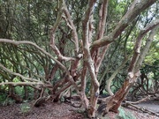 27th Aug 2021 - Inside a Rhododendron forest
