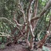 Inside a Rhododendron forest by judithdeacon
