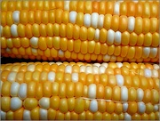 26th Aug 2021 - Colors of Summer- Corn on the Cob