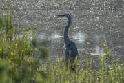 25th Aug 2021 - Heron in Sparkly Pond
