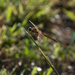 Autumn Meadowhawk by timerskine