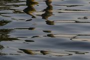 26th Aug 2021 - Piling Reflections