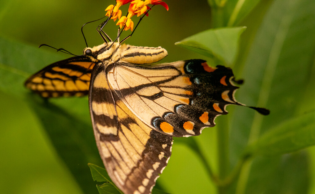 Different View of the Eastern Tiger Swallowtail Butterfly! by rickster549