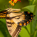 Different View of the Eastern Tiger Swallowtail Butterfly! by rickster549