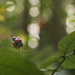 Wild Blackberries by tina_mac