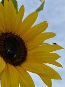 3rd Aug 2021 - Sunflower Friends