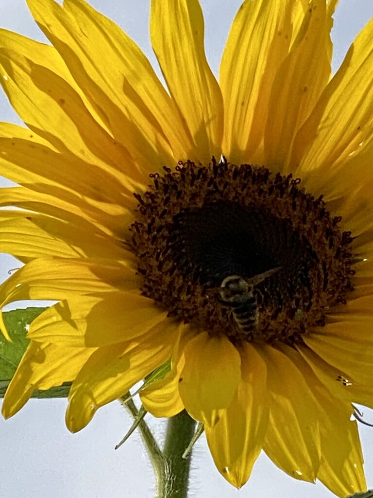 Bee and Sunflower  by clay88