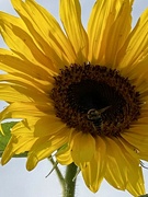 26th Aug 2021 - Bee and Sunflower 