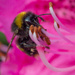 The bee's are back by creative_shots