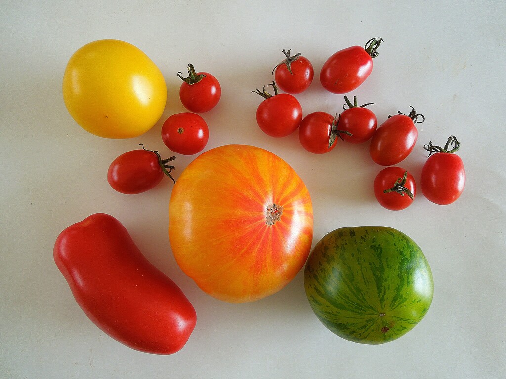 Tomatoes by etienne