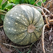 27th Aug 2021 - Vegetable marrow