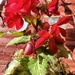 'Trailing' Begonia..... by cutekitty