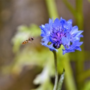 27th Aug 2021 - Cornflower and small-hoverfly........