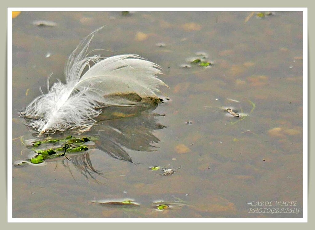Swan's Feather by carolmw