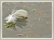 27th Aug 2021 - Swan's Feather