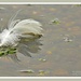 Swan's Feather by carolmw