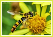 27th Aug 2021 - Long Hoverfly And Ragwort