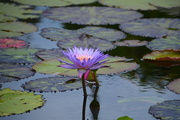 8th Aug 2021 - Purple Lotus