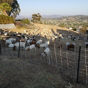 26th Aug 2021 - The Goats are Back!