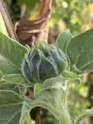 13th Aug 2021 - Sunflower Bud