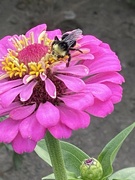 15th Aug 2021 - Bee on Pink Flower