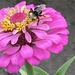 Bee on Pink Flower by clay88