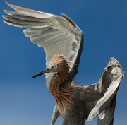 27th Aug 2021 - Reddish Egret! (Not a heron!)