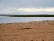 24th Aug 2021 - A Gathering of Gulls