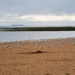 A Gathering of Gulls by plainjaneandnononsense