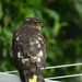Sparrowhawk by rumpelstiltskin