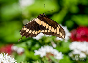 27th Aug 2021 - Flight of a Swallowtail