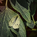 Night Butterfly by gardencat