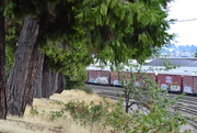 27th Aug 2021 - Trees by the rail