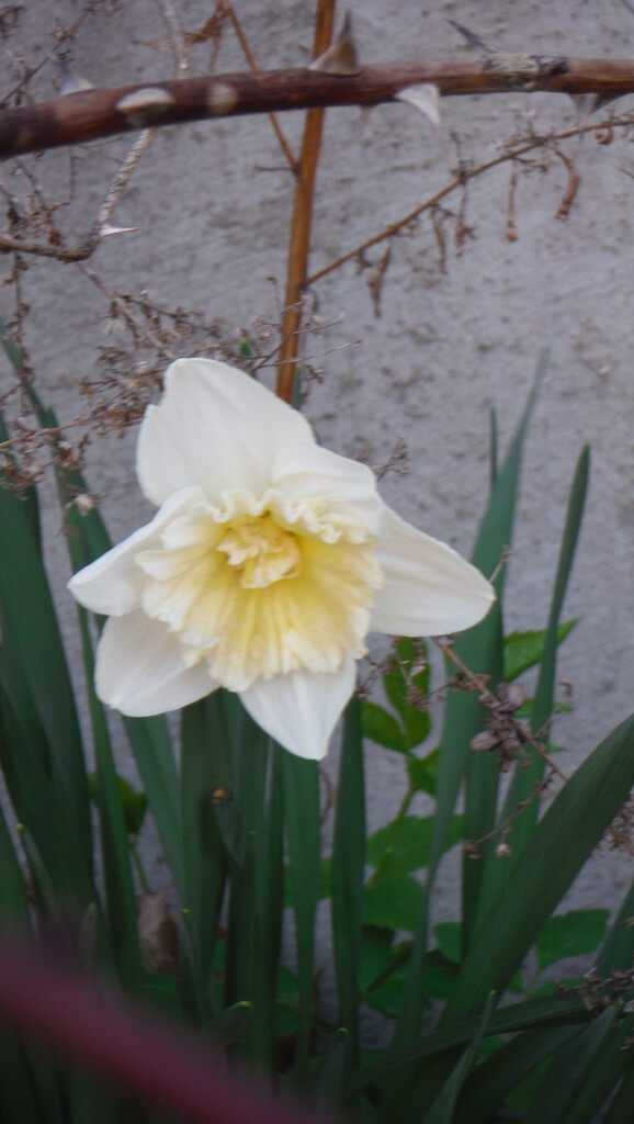 Daffodil Day by spanishliz