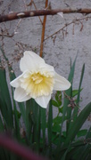 27th Aug 2021 - Daffodil Day