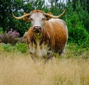 27th Aug 2021 - Long Horn Cow