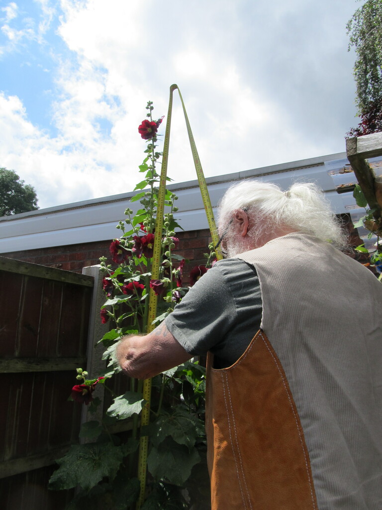 Getting a measure of the Hollyhock by speedwell